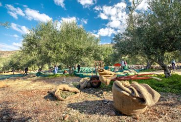 safiran_zeytinyagi_zeytin_toplama-surecleri (3)